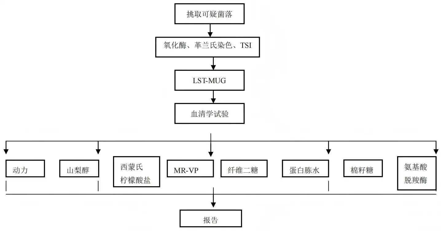 出血性大肠杆菌 O157：H7 生化鉴定程序图