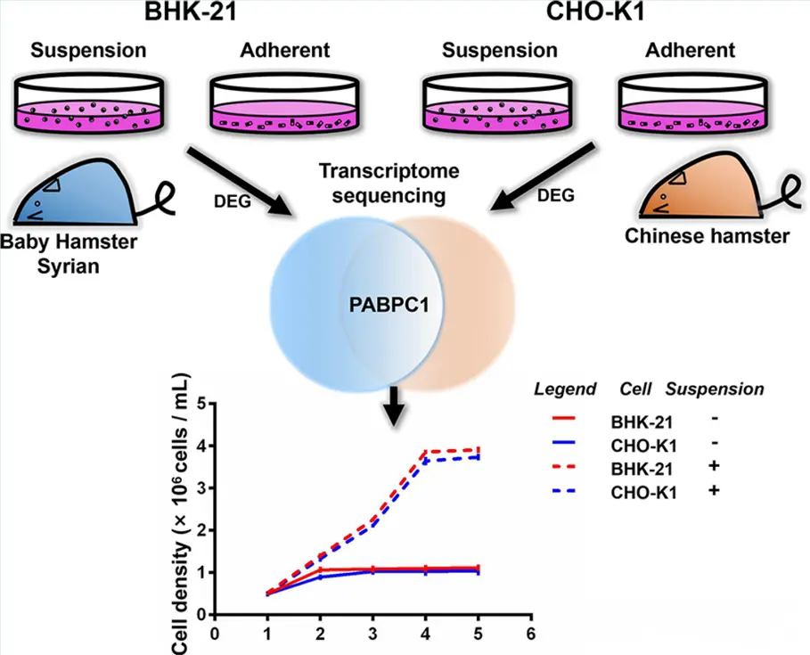 PABPC1促进BHK-21与CHO-K1悬浮细胞增殖