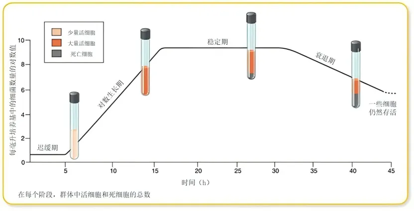 通过 OD 值（光密度）判断细菌生长阶段