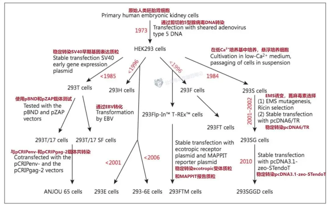 胚肾细胞系HEK293（Human Embryonic Kidney 293）