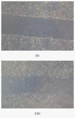 用ImageJ等软件打开图片，测量划痕区域的面积