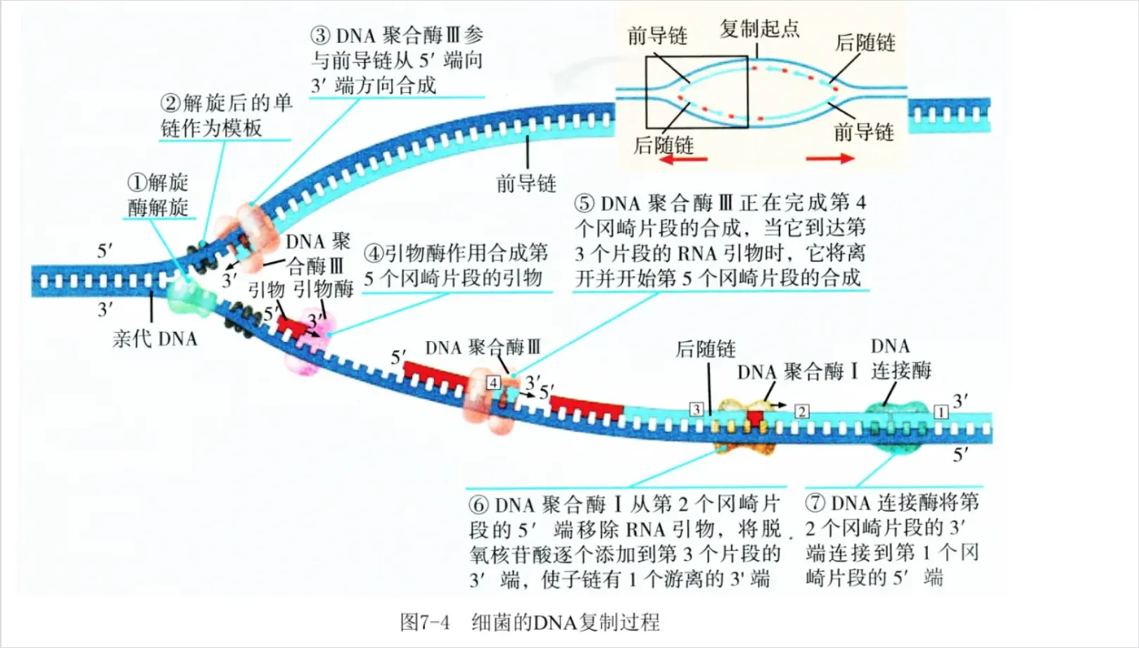 细菌的DNA复制