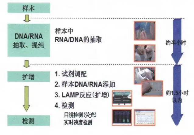实时荧光PCR(qPCR)与环介导等温扩增技术（LAMP)具体过程