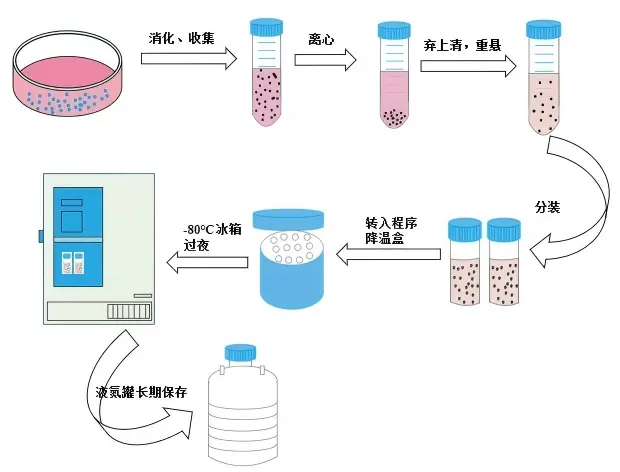 贴壁细胞冻存操作示意图