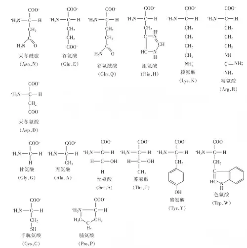 非必需氨基酸的补充价值
