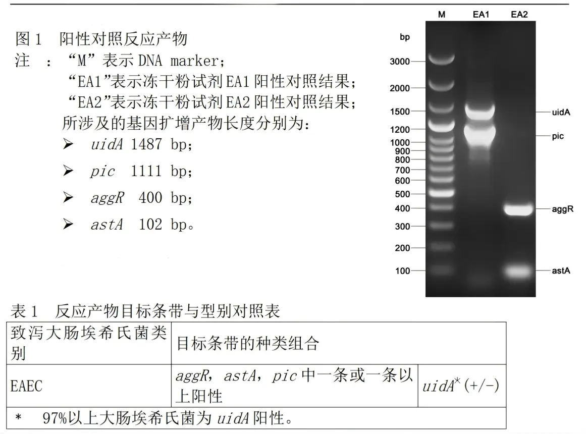 EAEC多重PCR检测试剂盒结果判读 EAEC多重PCR检测试剂盒结果判读