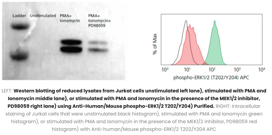 Western blotting of reduced lysates from Jurkat cells unstimulated left lane) Western blotting of reduced lysates from Jurkat cells unstimulated left lane)