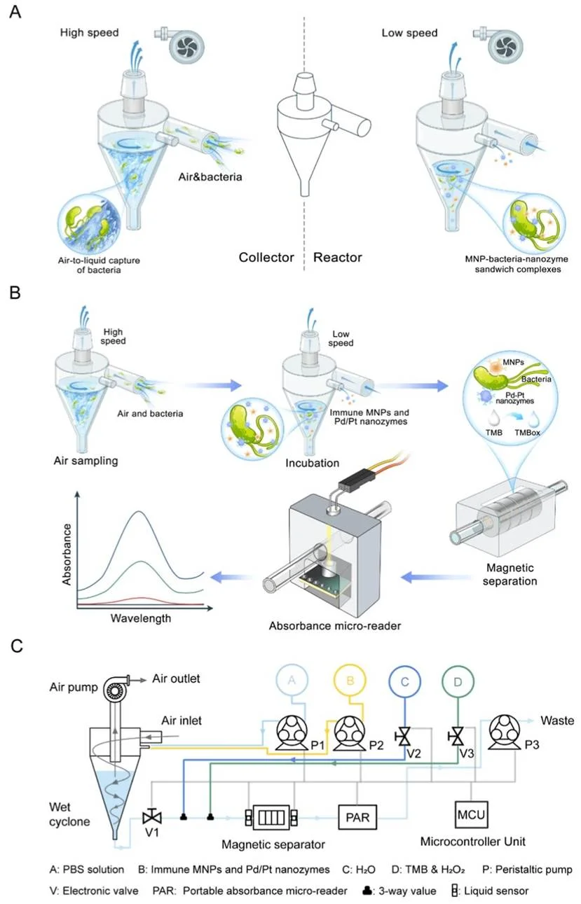 空气传播细菌检测的 3D 打印一体化旋风收集 / 反应器比色生物传感器原理与流程示意图