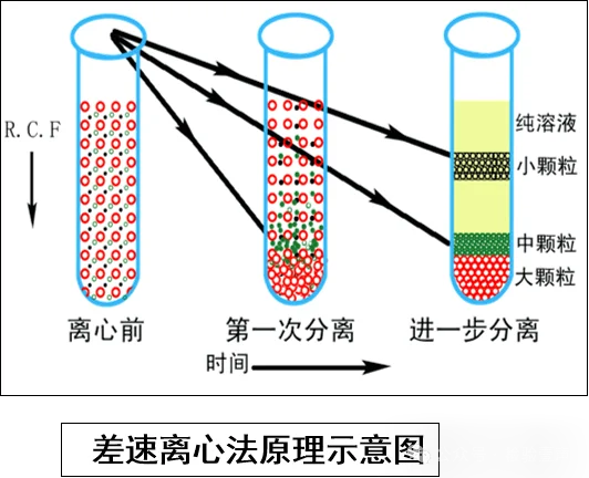 差速离心法原理示意图 差速离心法原理示意图