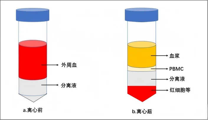PBMC密度梯度离心法示意图 PBMC密度梯度离心法示意图