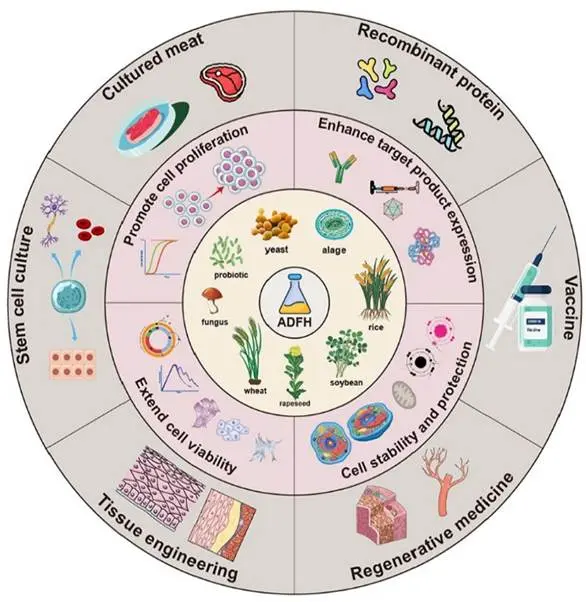Graphical abstract Graphical abstract