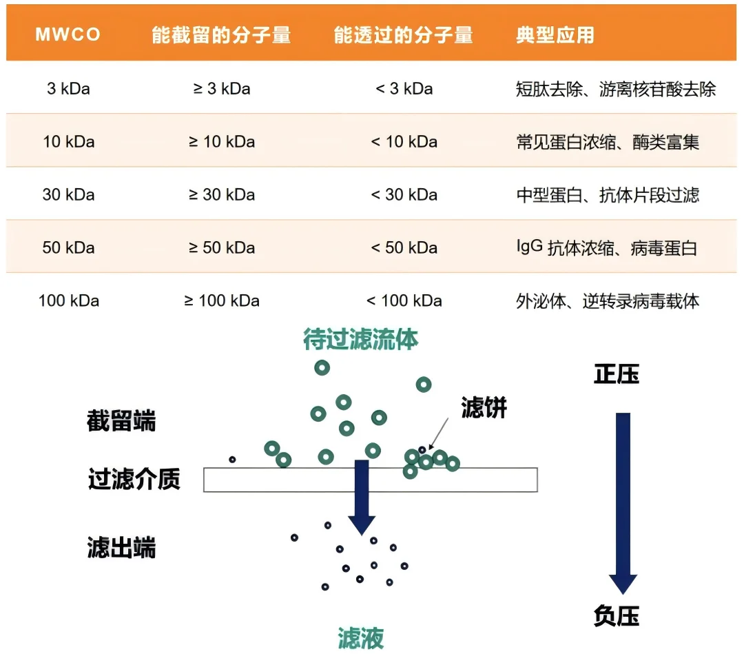 选用 MWCO 偏大的超滤管,目标分子渗漏进入滤液,样品回收率下降。选用 MWCO 偏小的超滤管,溶液通过滤膜速度变慢,延长离心时长,增加蛋白吸附与聚集概率 选用 MWCO 偏大的超滤管,目标分子渗漏进入滤液,样品回收率下降。选用 MWCO 偏小的超滤管,溶液通过滤膜速度变慢,延长离心时长,增加蛋白吸附与聚集概率